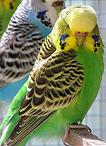 Bird Pet Sitting